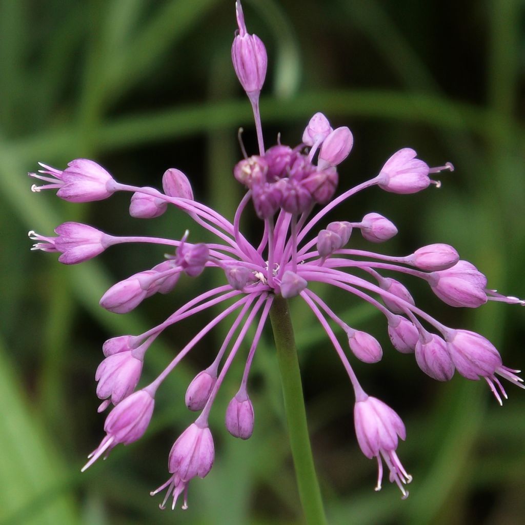 Allium pulchellum - Aglio ornamentale