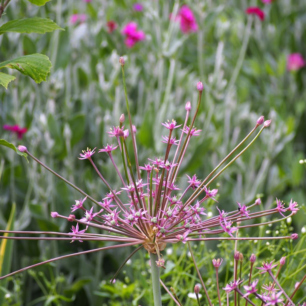 Allium schubertii - Aglio ornamentale