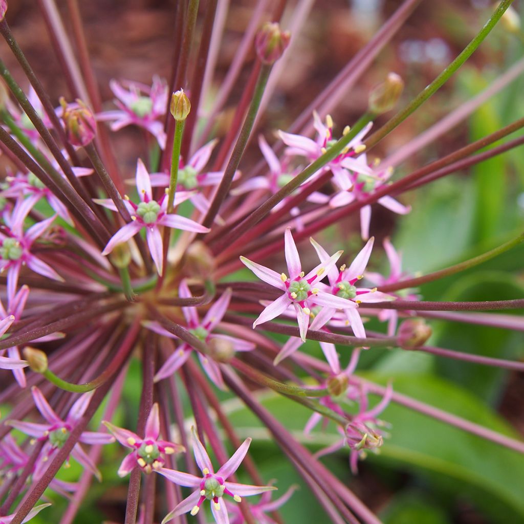 Allium schubertii - Aglio ornamentale