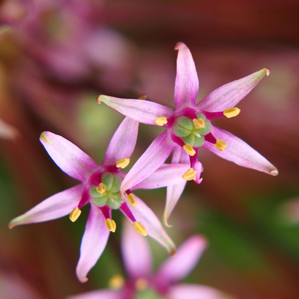 Allium schubertii - Aglio ornamentale