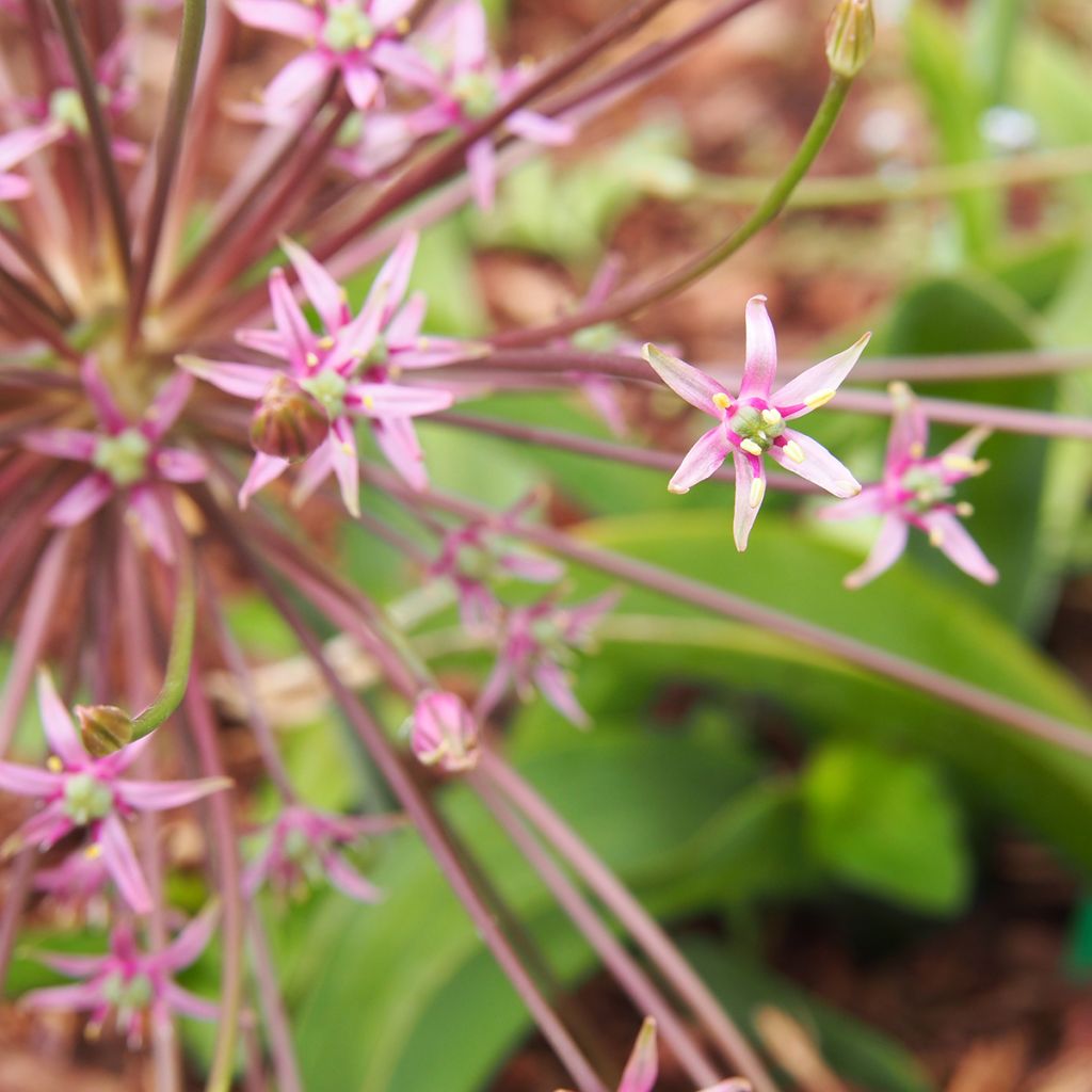 Allium schubertii - Aglio ornamentale