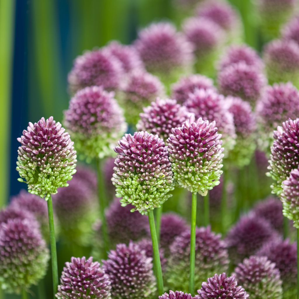 Allium sphaerocephalon - Aglio delle bisce