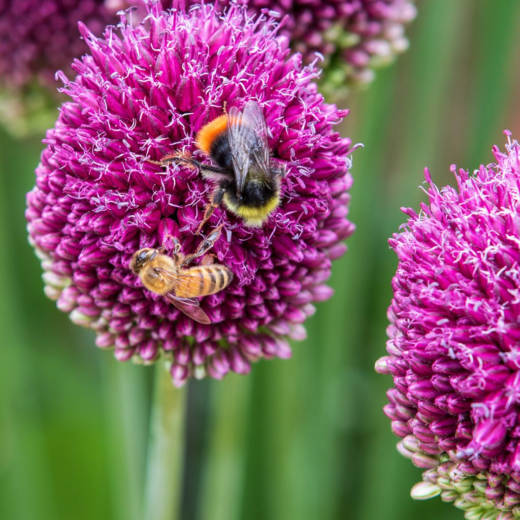 Allium sphaerocephalon - Aglio delle bisce