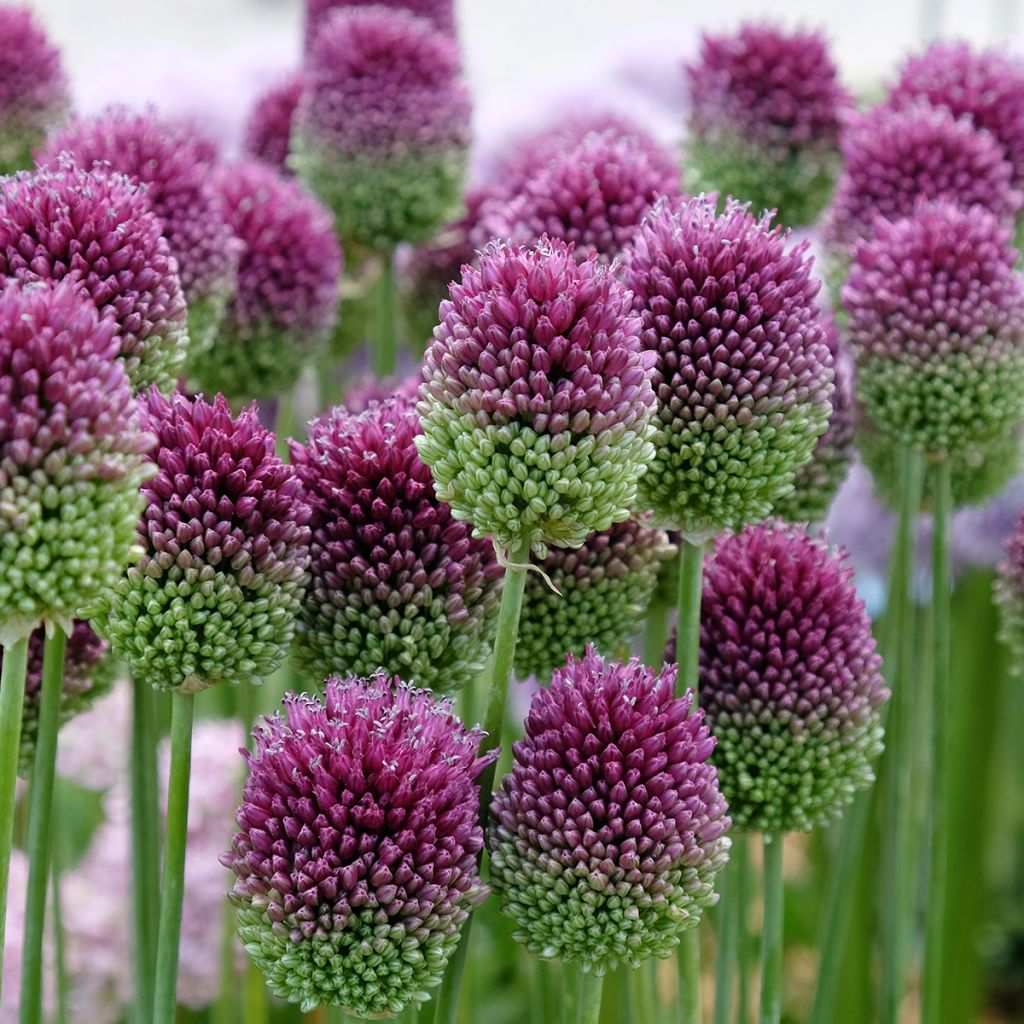 Allium sphaerocephalon - Aglio delle bisce