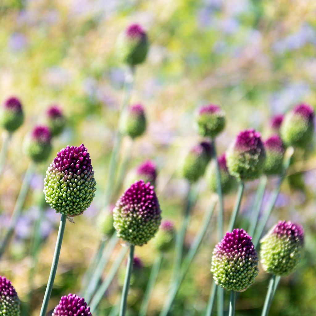 Allium sphaerocephalon - Aglio delle bisce