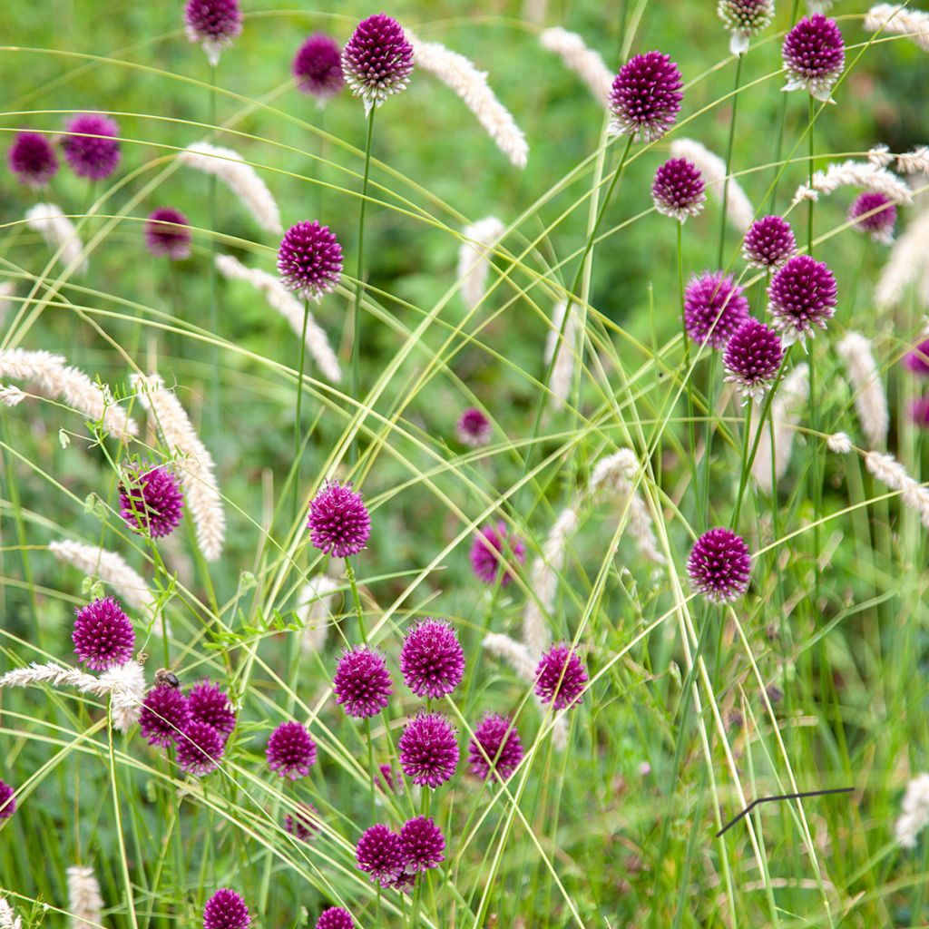 Allium sphaerocephalon - Aglio delle bisce