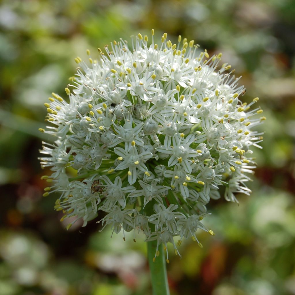 Allium stipitatum Album - Aglio ornamentale