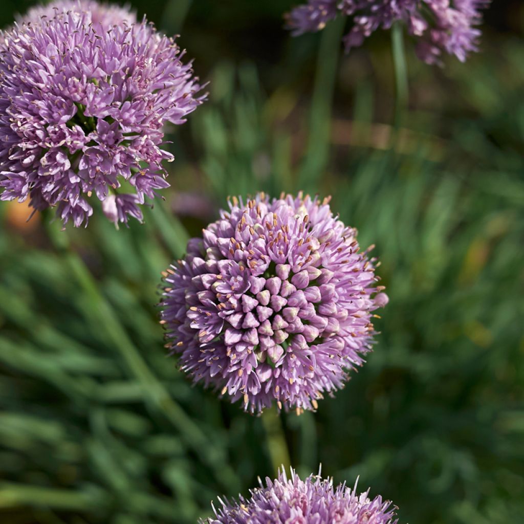 Allium Avatar - Aglio ornamentale