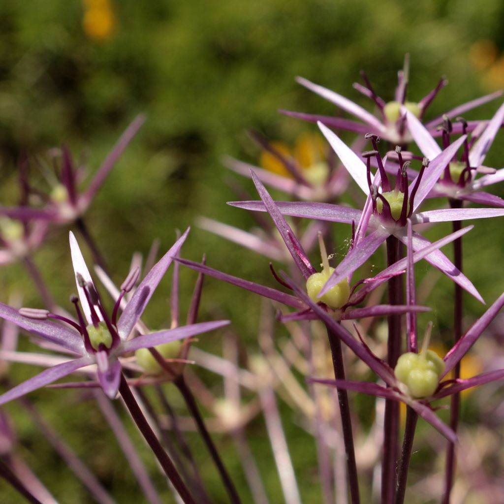 Allium christophii - Aglio ornamentale