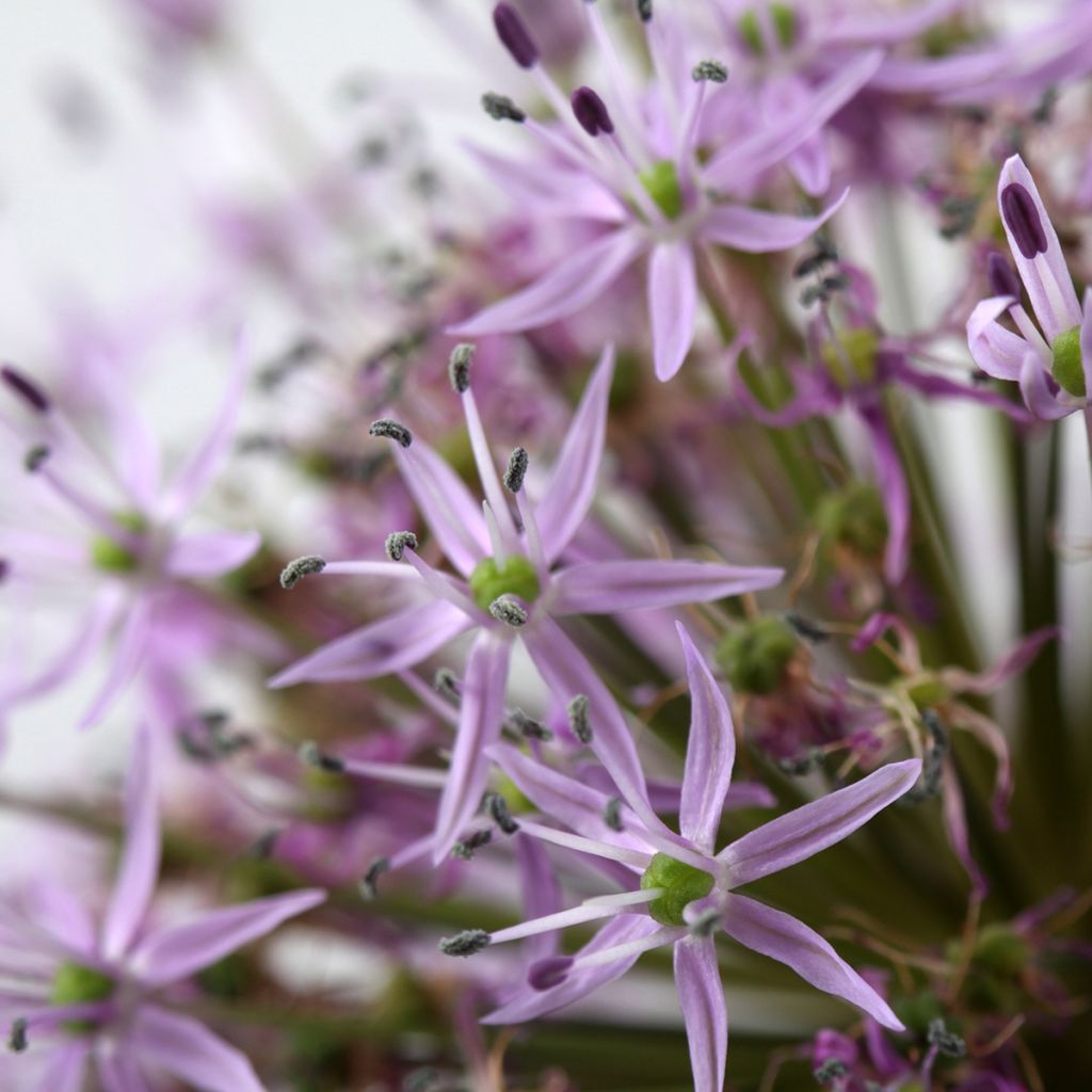 Allium christophii - Aglio ornamentale