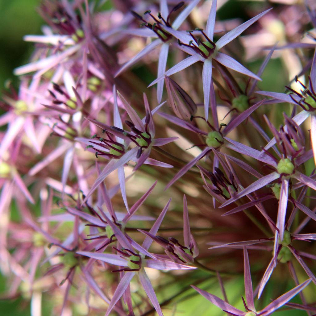 Allium christophii - Aglio ornamentale