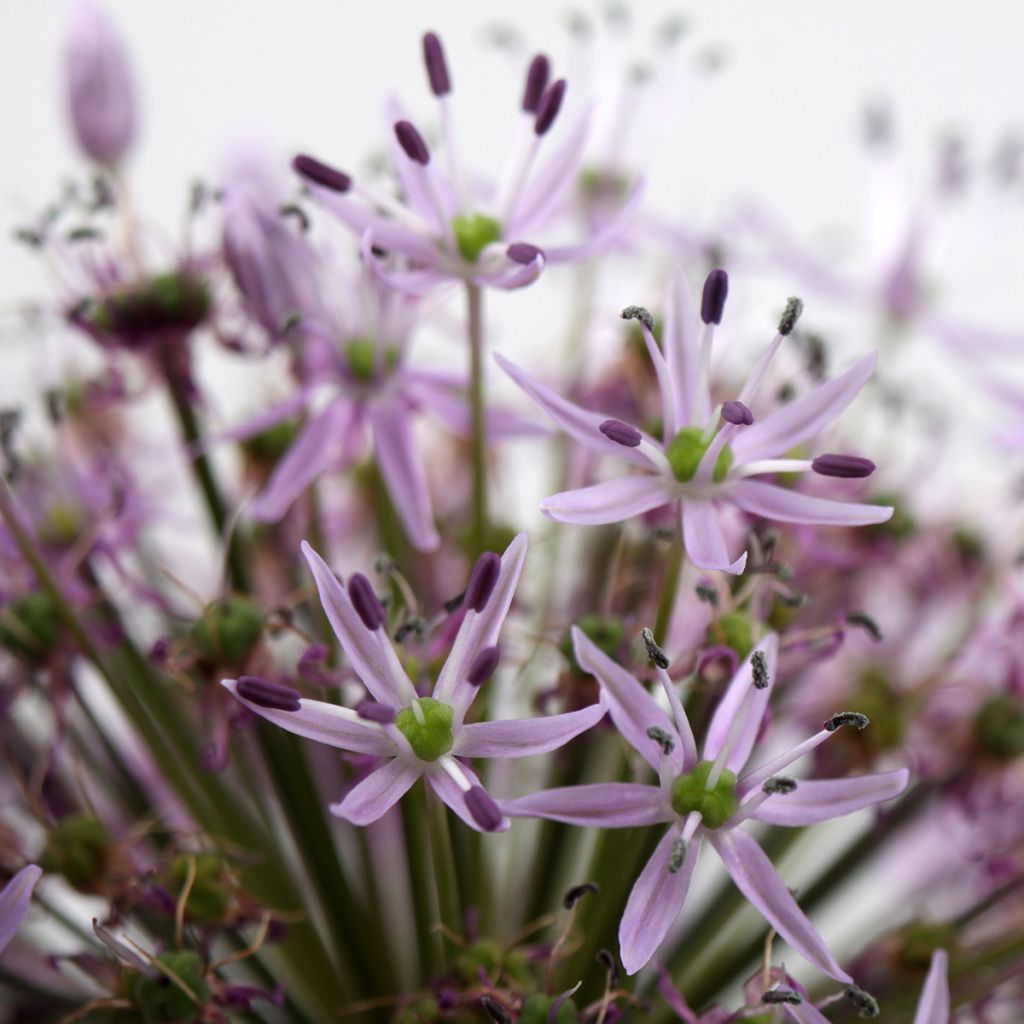 Allium christophii - Aglio ornamentale