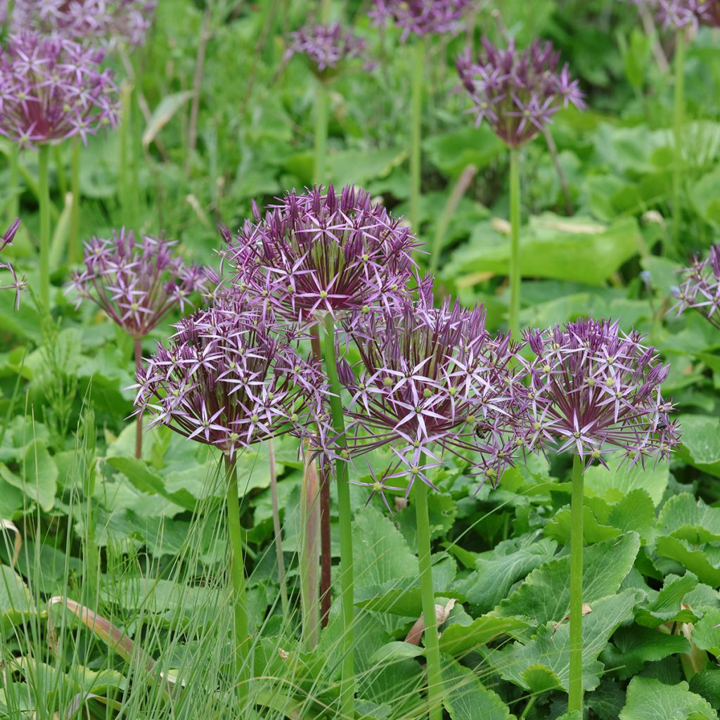 Allium christophii - Aglio ornamentale