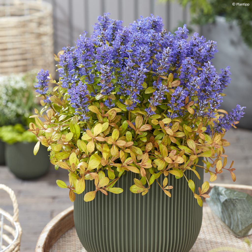 Ajuga Feathered Friends Fancy Finch - Bugola