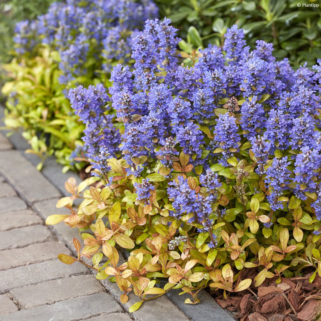 Ajuga Feathered Friends Fancy Finch - Bugola