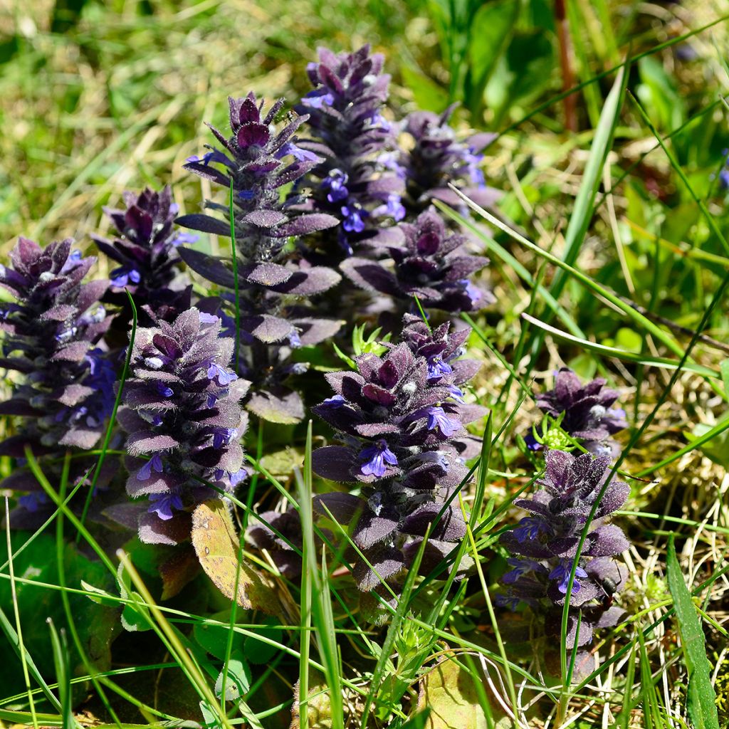 Ajuga pyramidalis - Iva piramidale