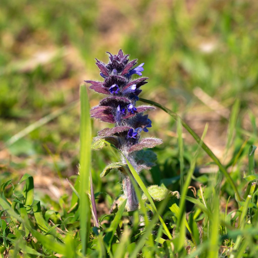 Ajuga pyramidalis - Iva piramidale