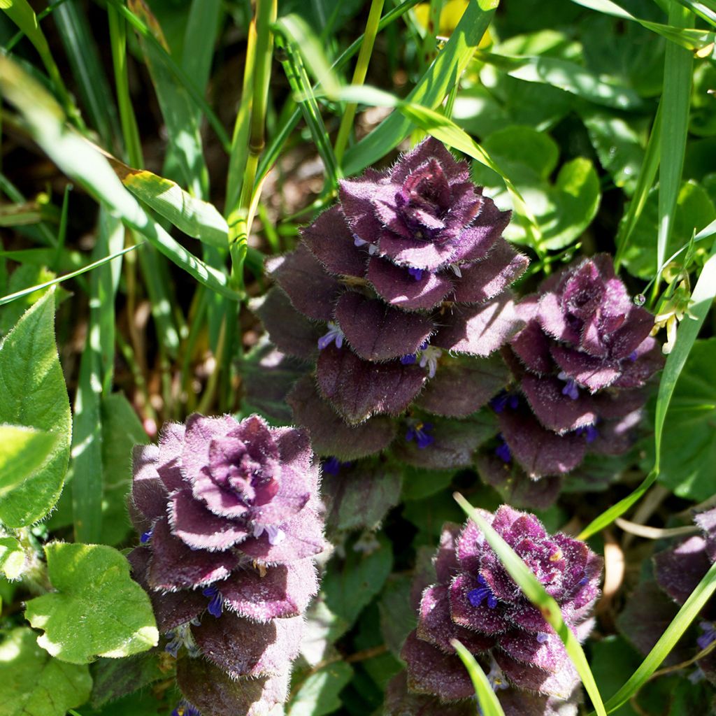 Ajuga pyramidalis - Iva piramidale