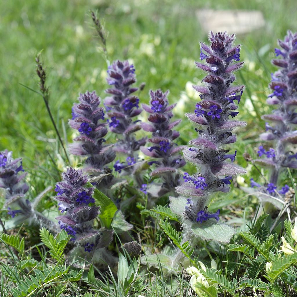 Ajuga pyramidalis - Iva piramidale