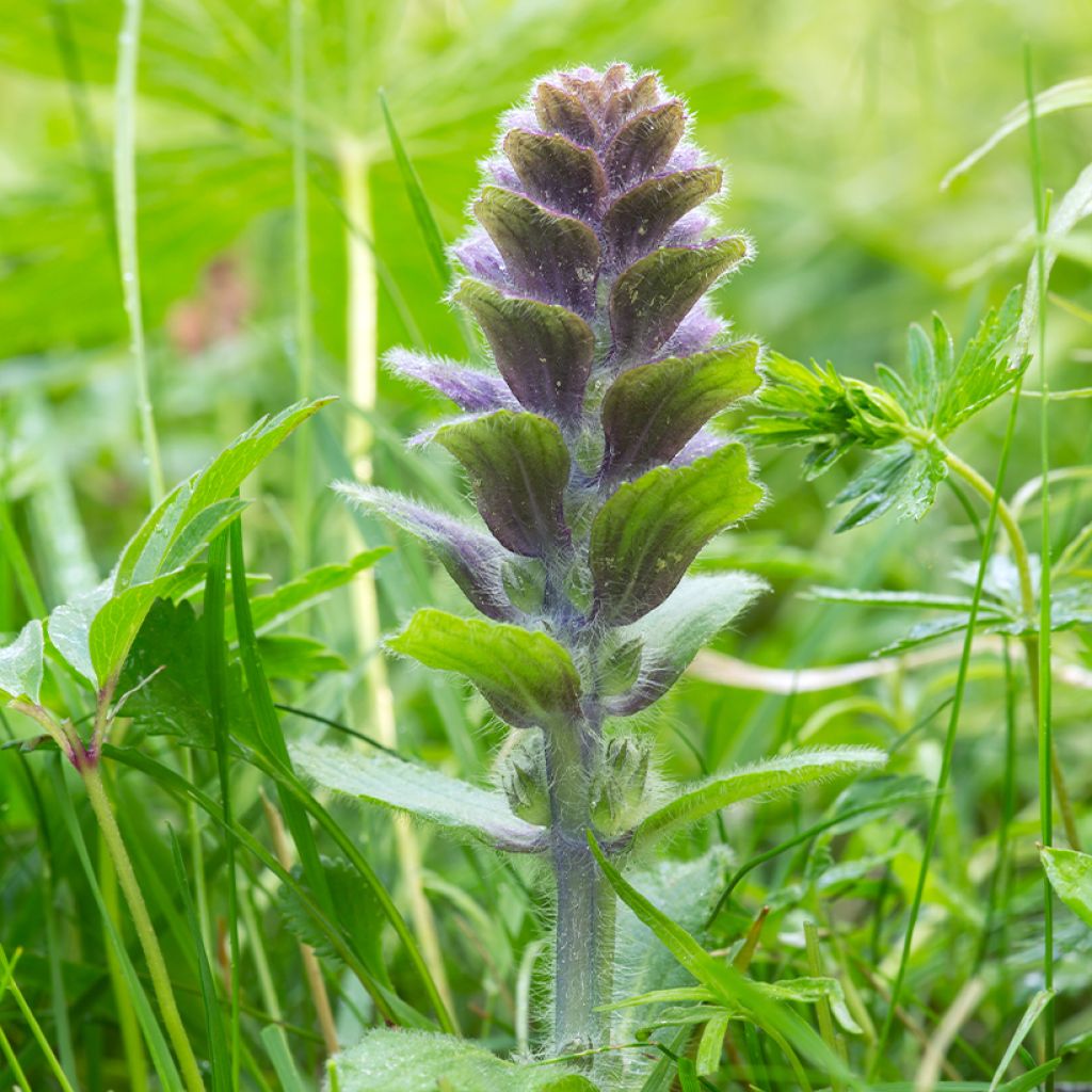 Ajuga pyramidalis - Iva piramidale