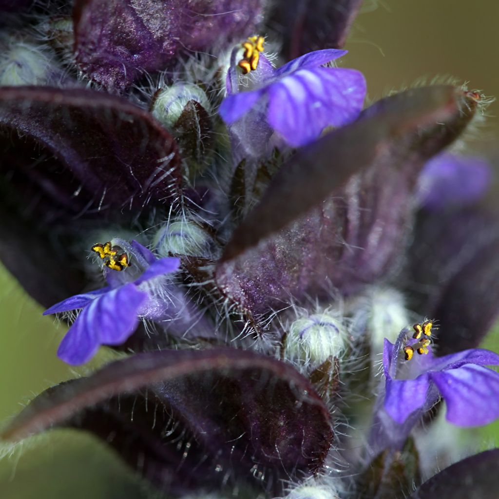 Ajuga pyramidalis - Iva piramidale