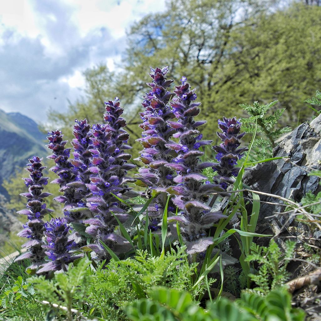 Ajuga pyramidalis - Iva piramidale