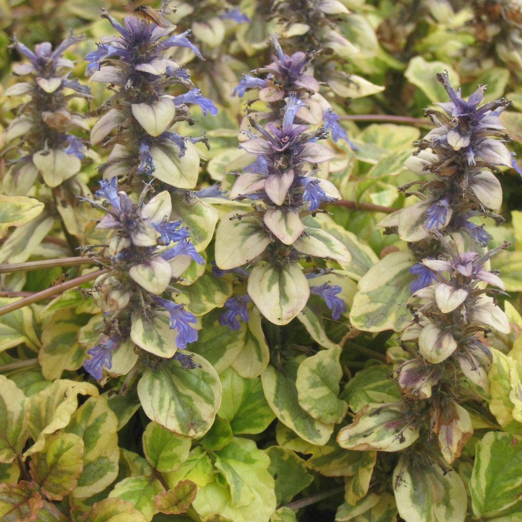 Ajuga reptans Golden Glow - Bugle rampant