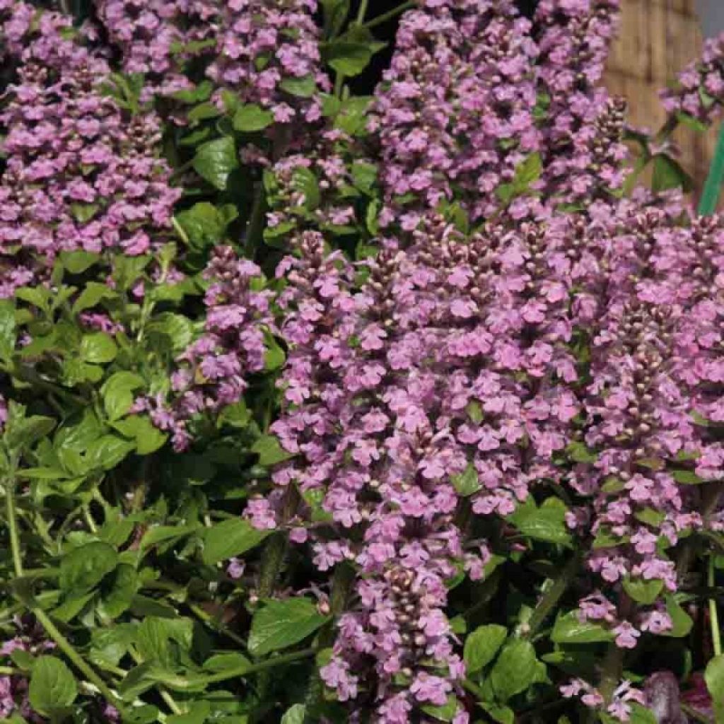 Bugle rampante - Ajuga reptans Purple Torch