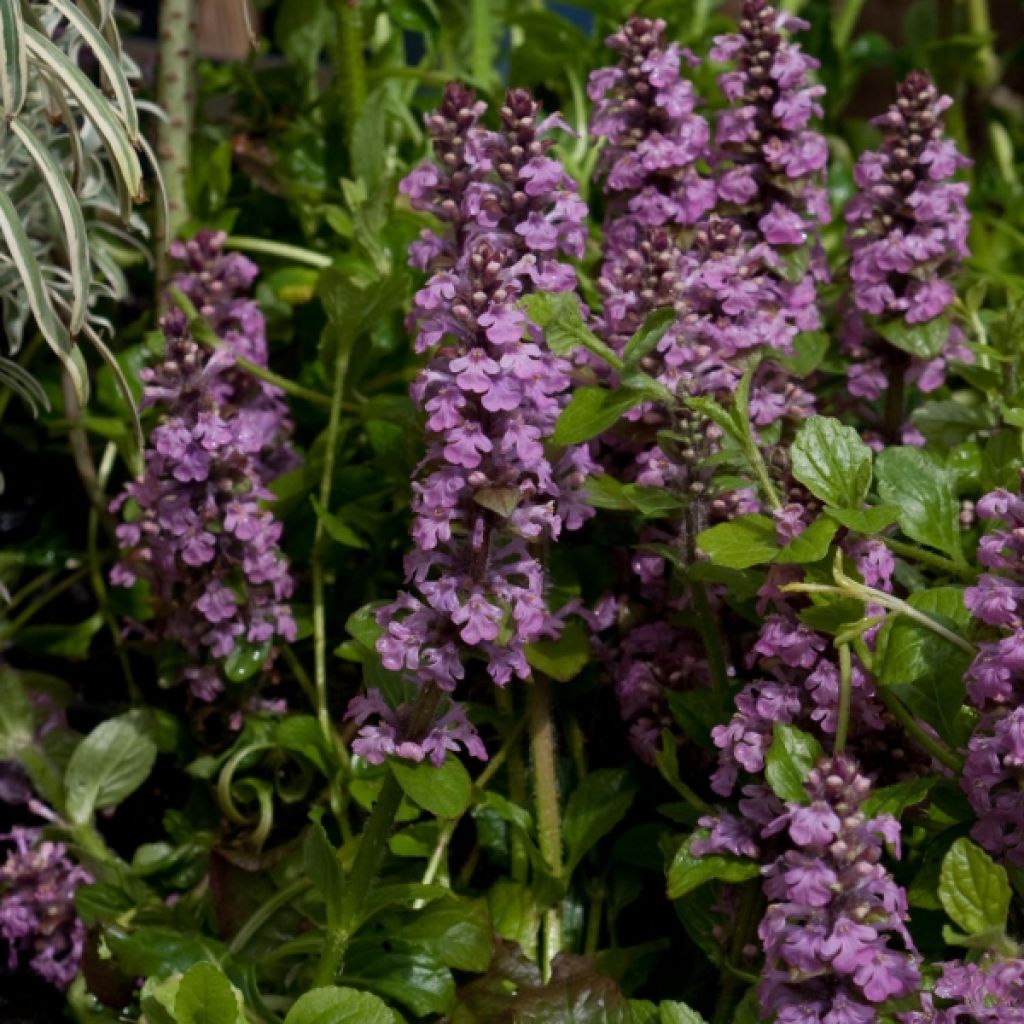 Ajuga reptans Rosea - Bugola rosa