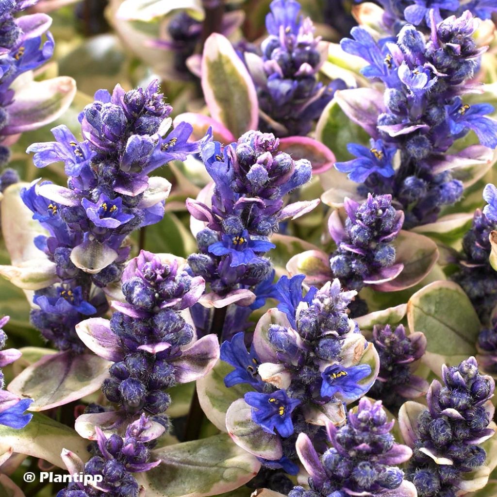 Bugle rampante - Ajuga tenorii Princess Nadia