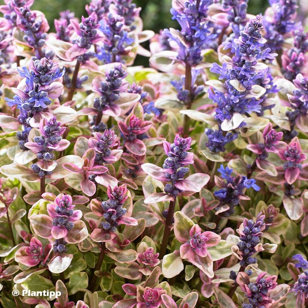 Bugle rampante - Ajuga tenorii Princess Nadia