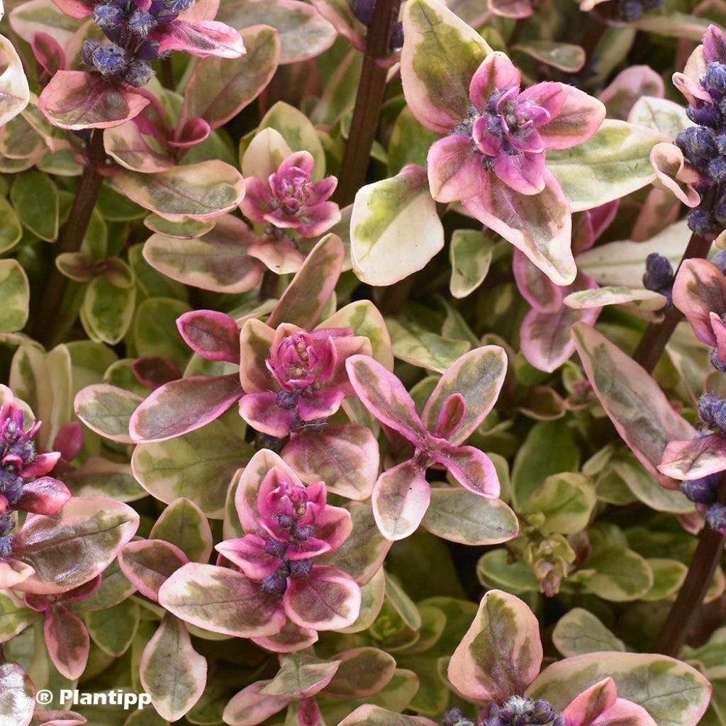 Bugle rampante - Ajuga tenorii Princess Nadia