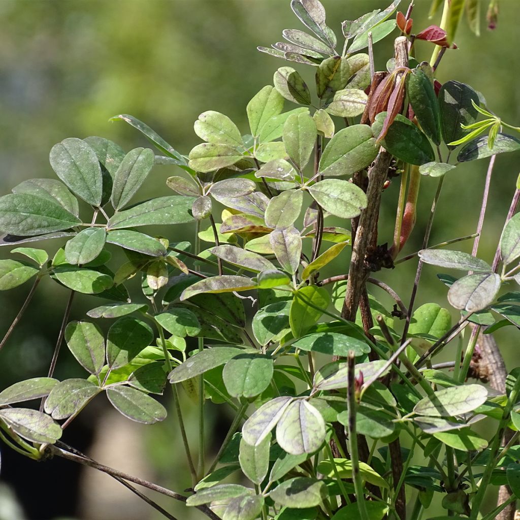 Akebia quinata Silver Bells