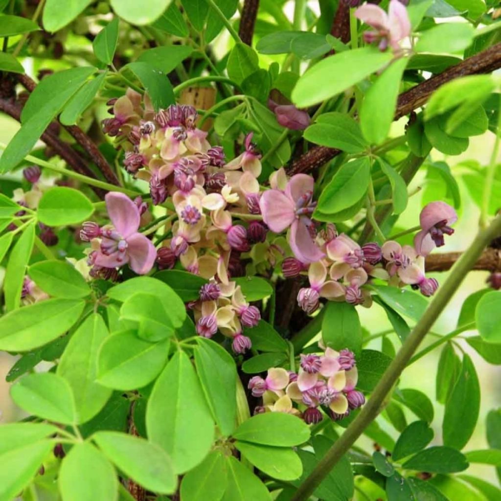 Akebia quinata Silver Bells