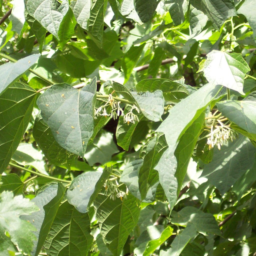 Alangium platanifolium