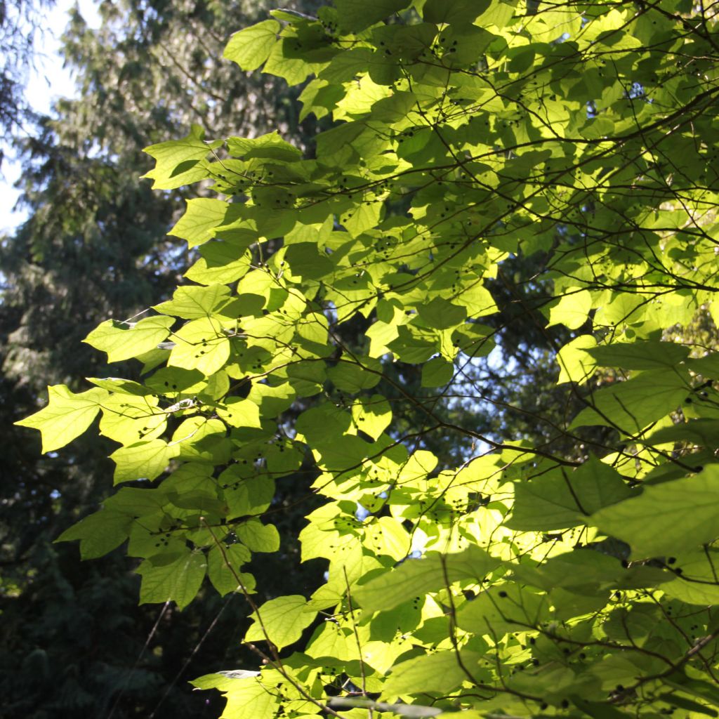 Alangium platanifolium