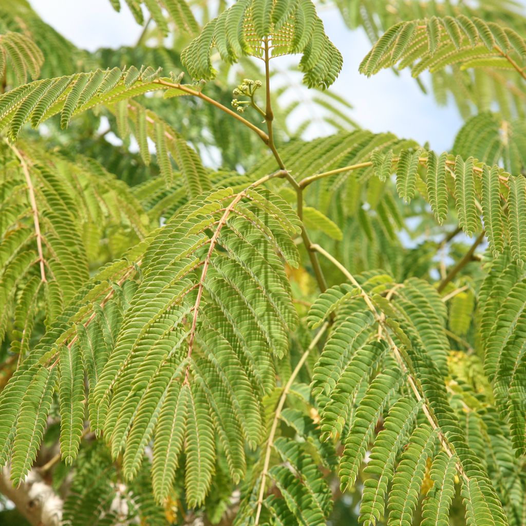 Albizzia julibrissin Ernest Wilson - Acacia di Costantinopoli