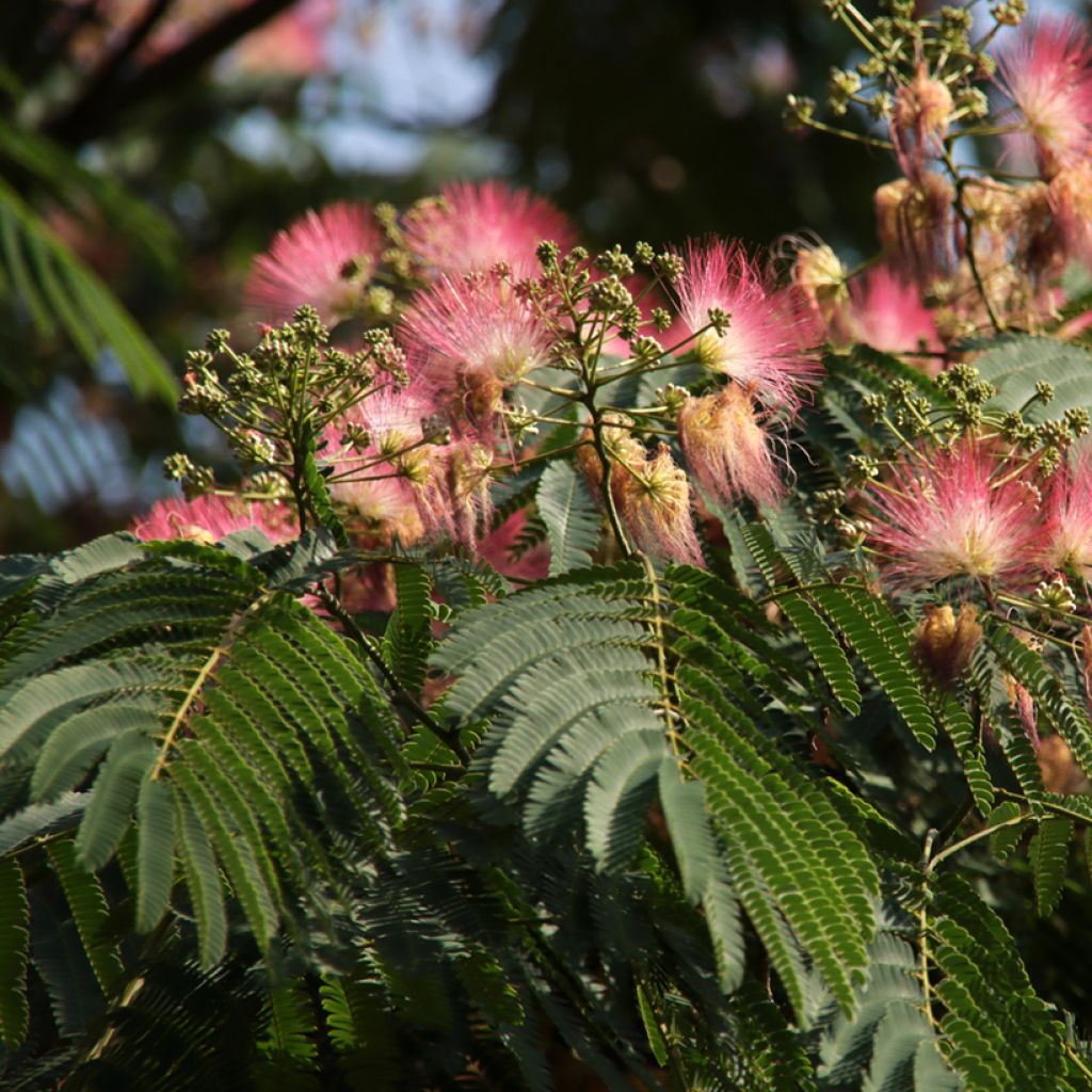 Albizia julibrissin Ombrella - Acacia di Costantinopoli