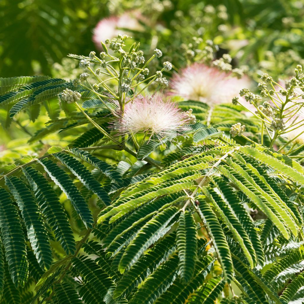 Albizia julibrissin Ombrella - Acacia di Costantinopoli