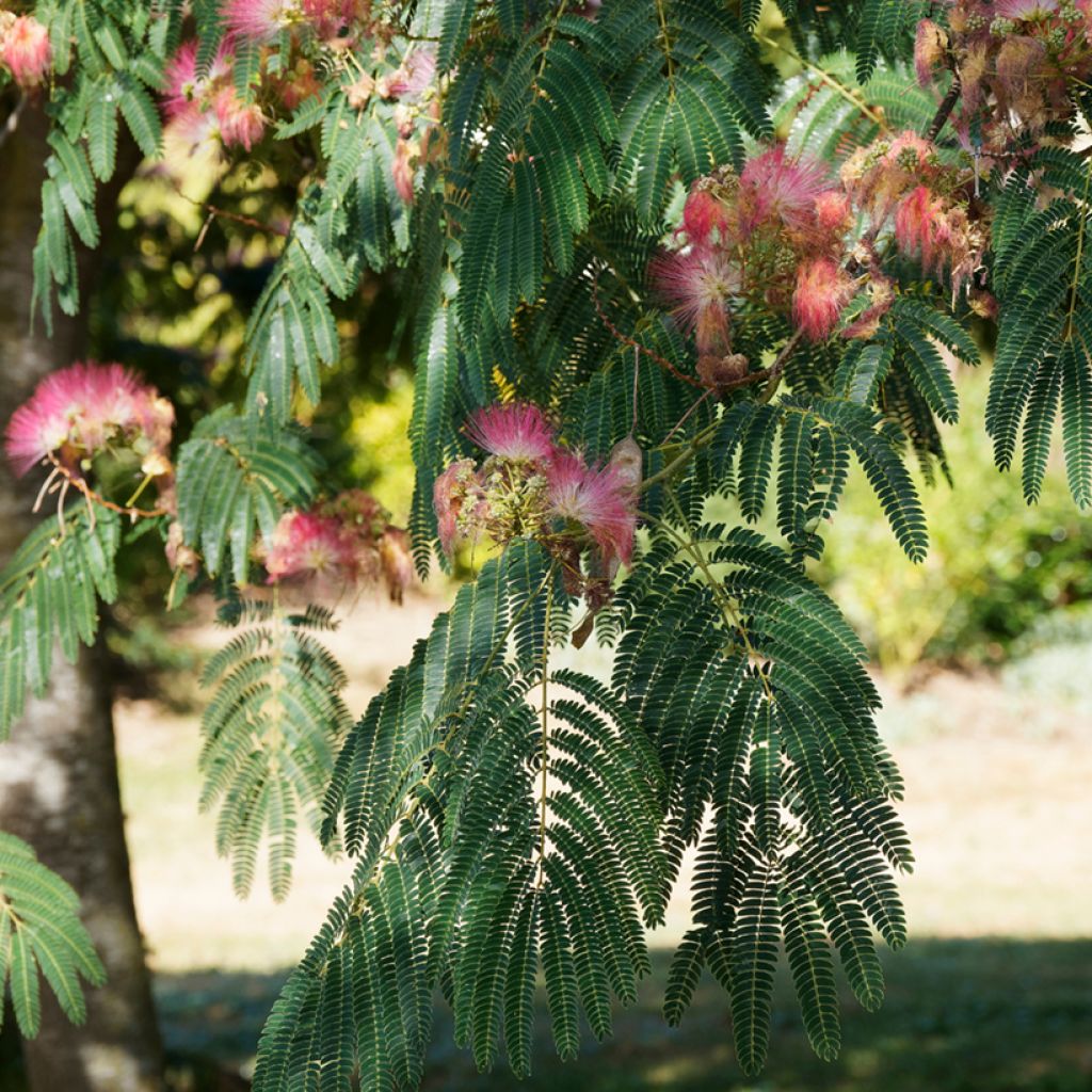 Albizia julibrissin Ombrella - Acacia di Costantinopoli