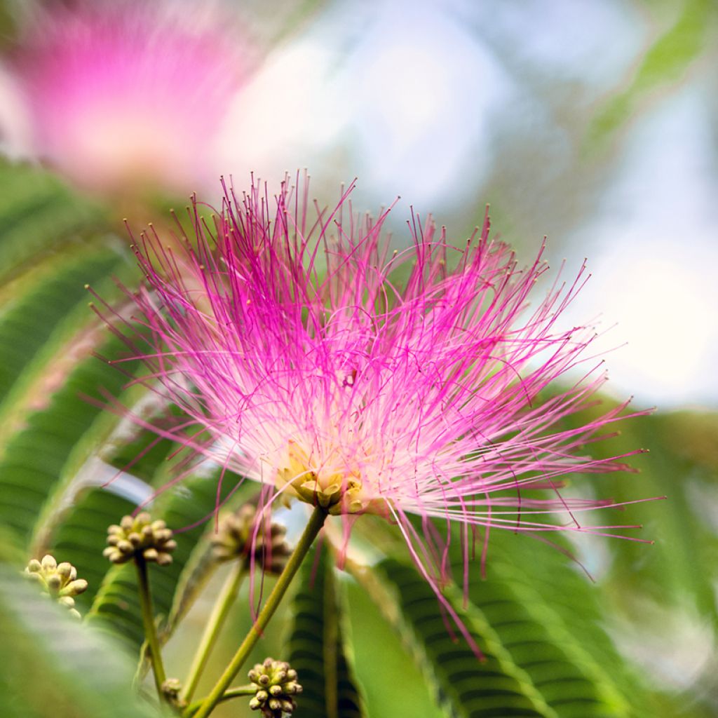 Albizia julibrissin Ombrella - Acacia di Costantinopoli