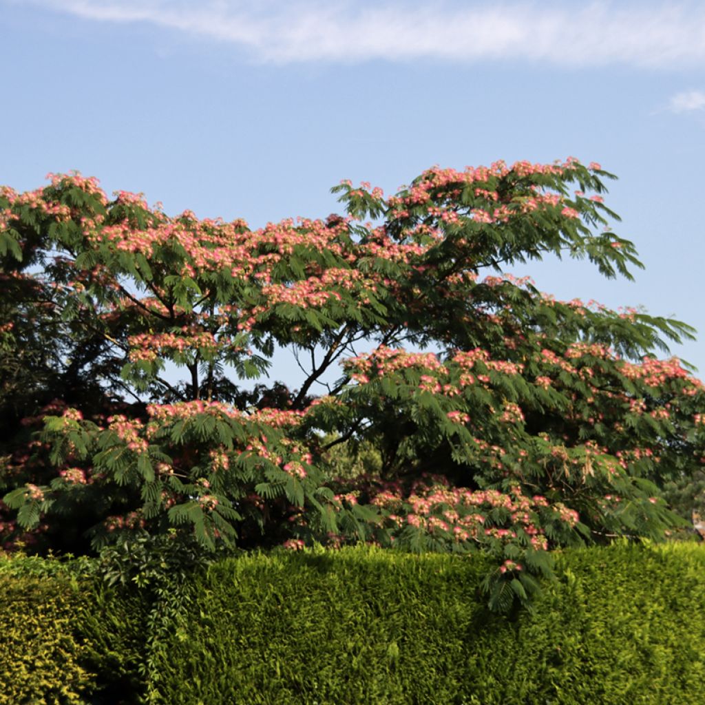 Albizia julibrissin Ombrella - Acacia di Costantinopoli