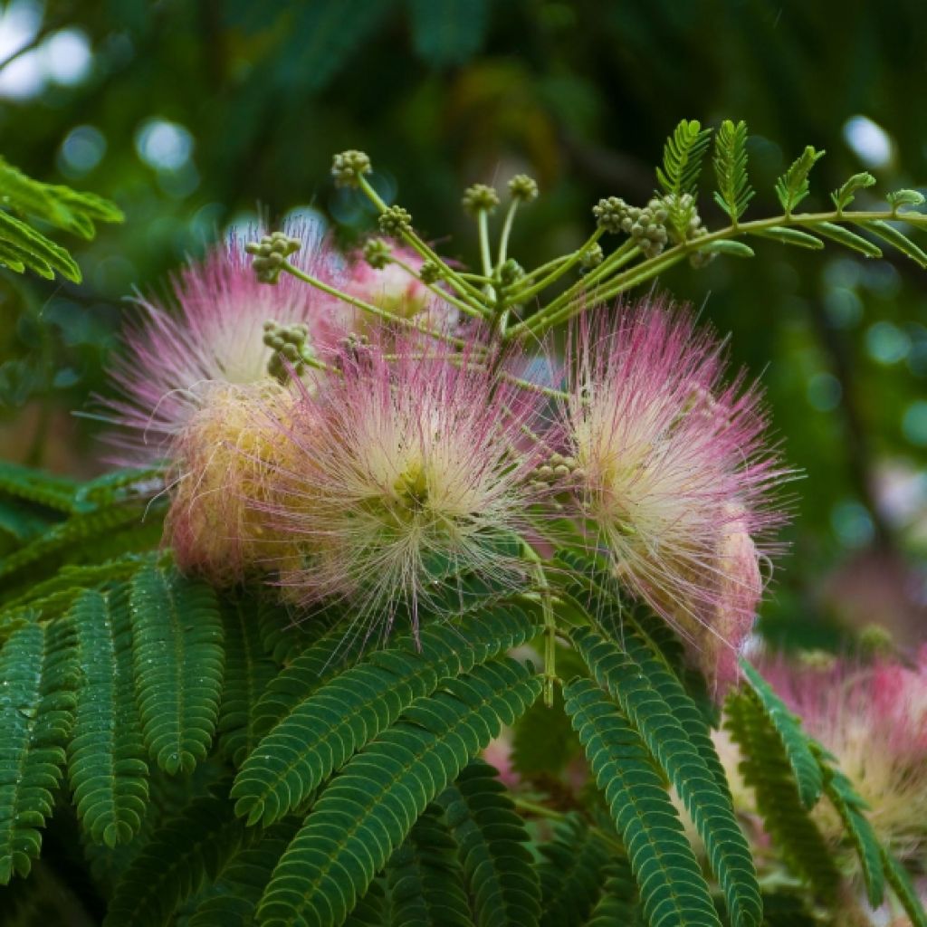 Albizia julibrissin Ombrella - Acacia di Costantinopoli