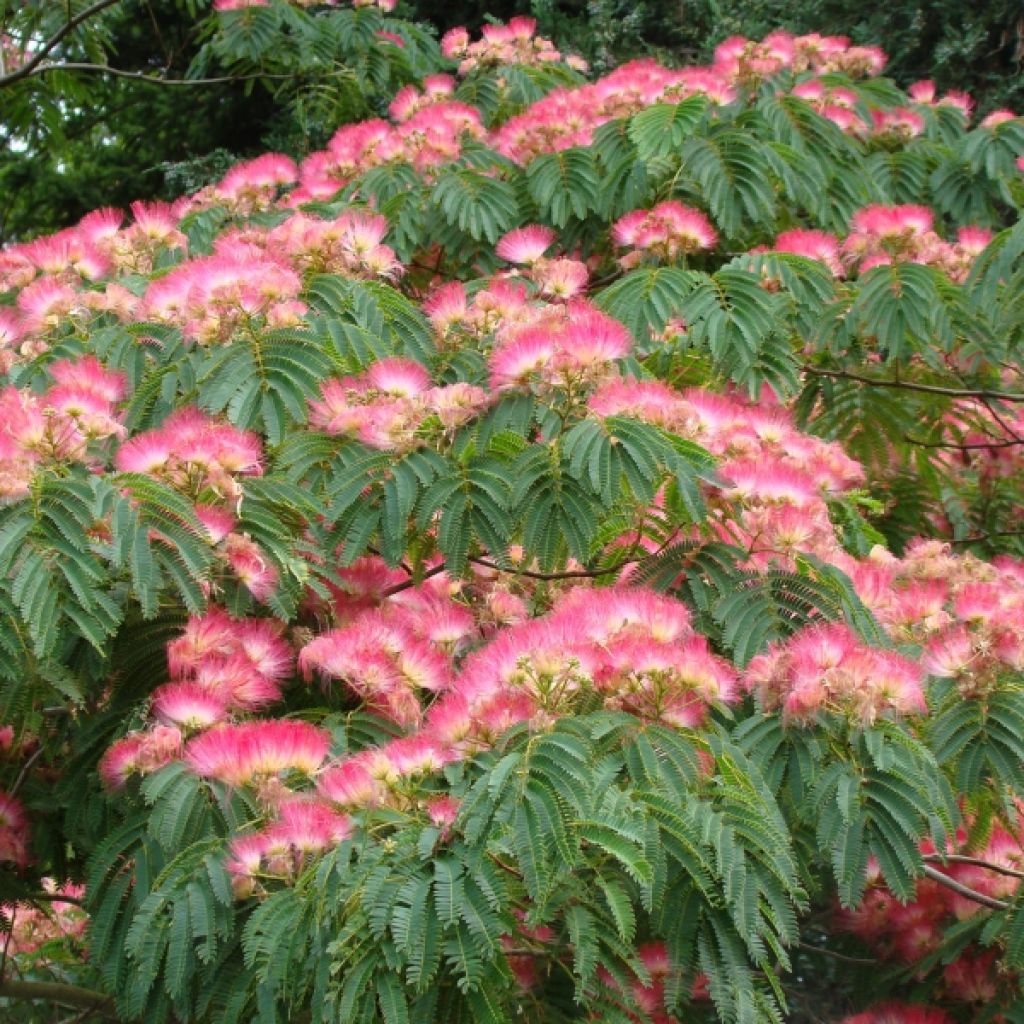 Albizia julibrissin Ombrella - Acacia di Costantinopoli