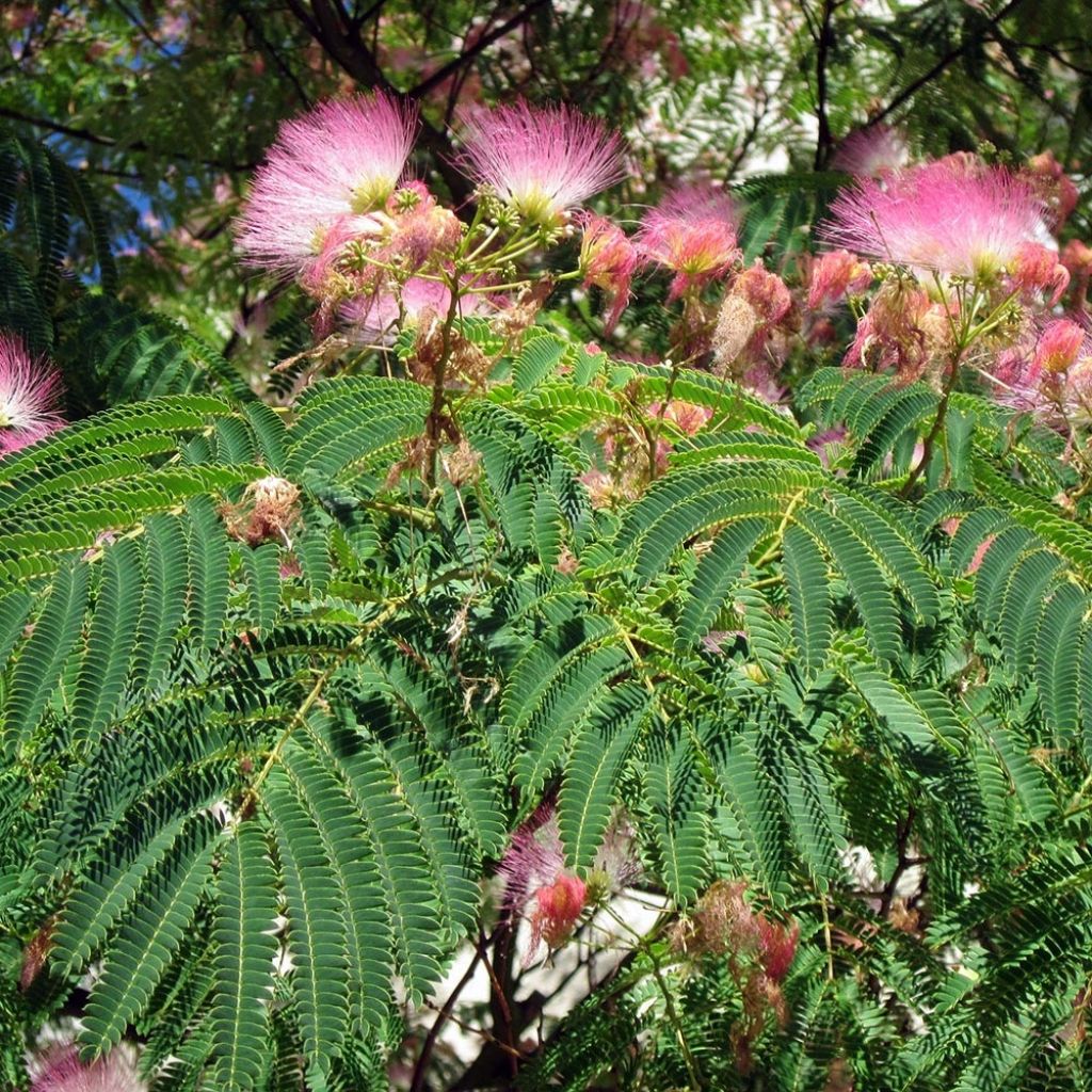 Albizzia julibrissin Rosea - Acacia di Costantinopoli