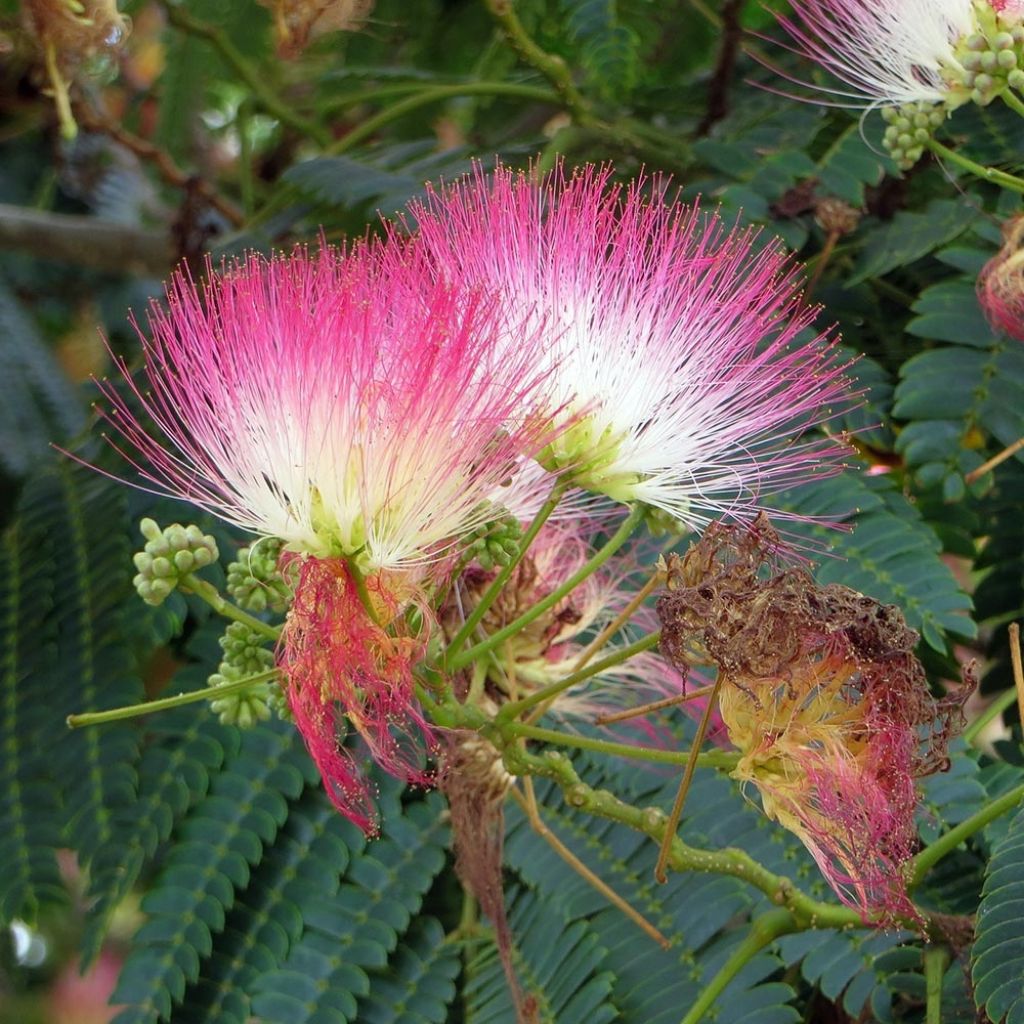 Albizzia julibrissin Rosea - Acacia di Costantinopoli