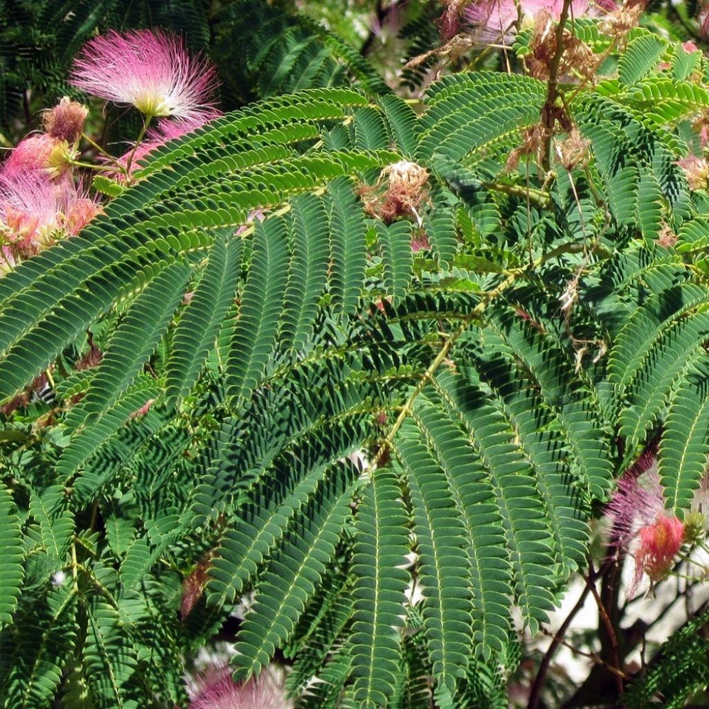 Albizzia julibrissin Rosea - Acacia di Costantinopoli