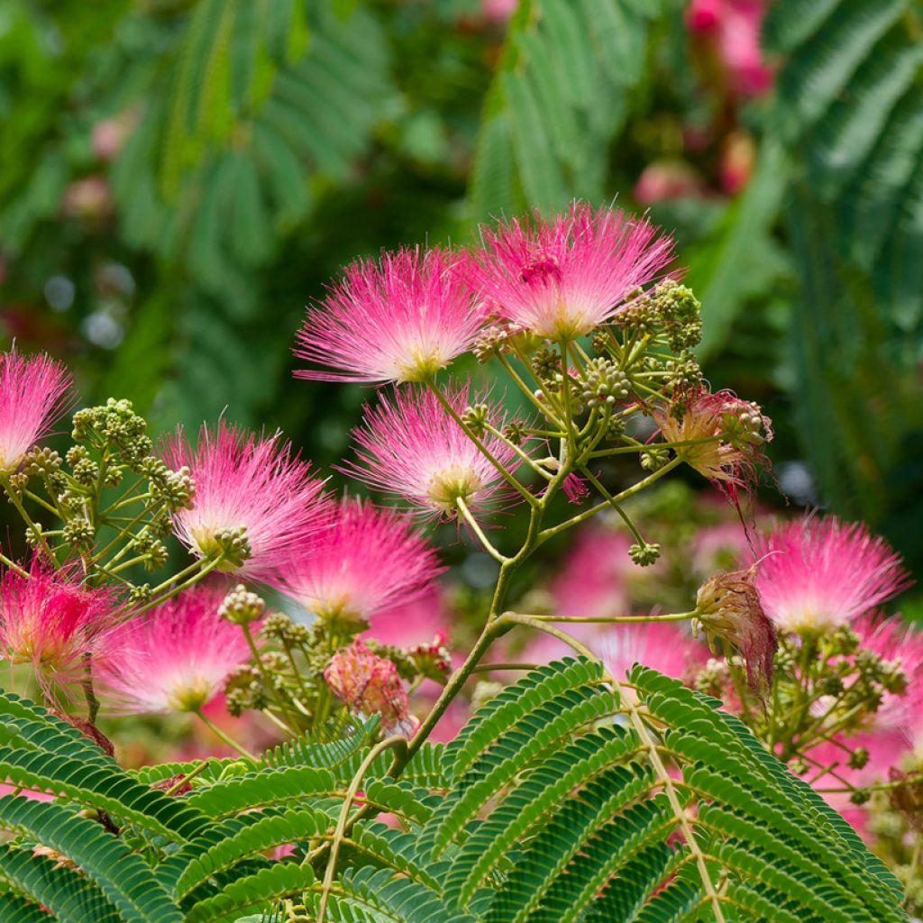 Albizzia julibrissin Rosea - Acacia di Costantinopoli