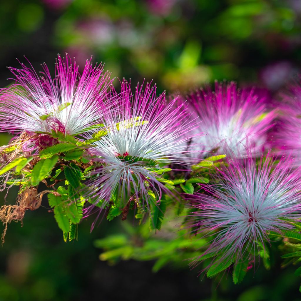 Albizzia julibrissin Rosea - Acacia di Costantinopoli