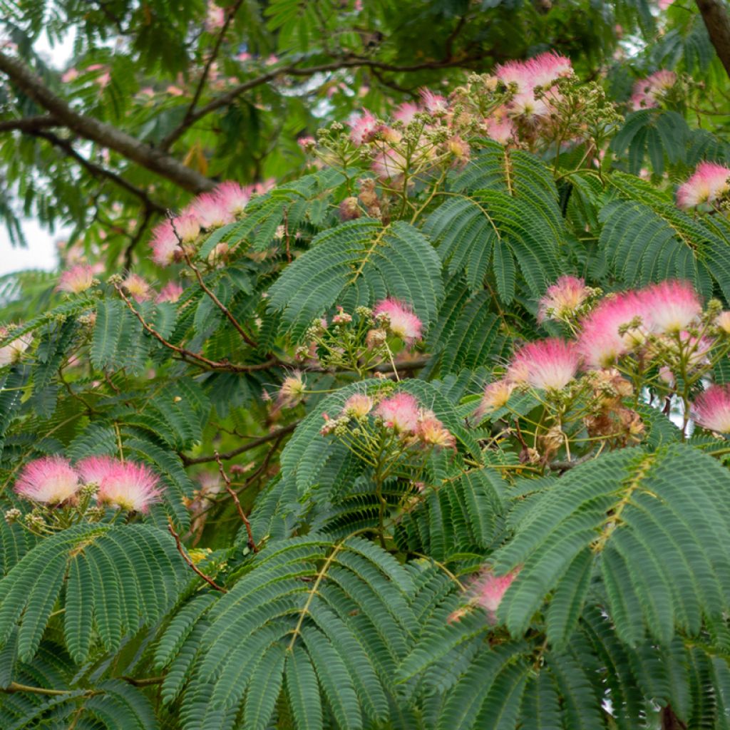 Albizzia julibrissin Rosea - Acacia di Costantinopoli